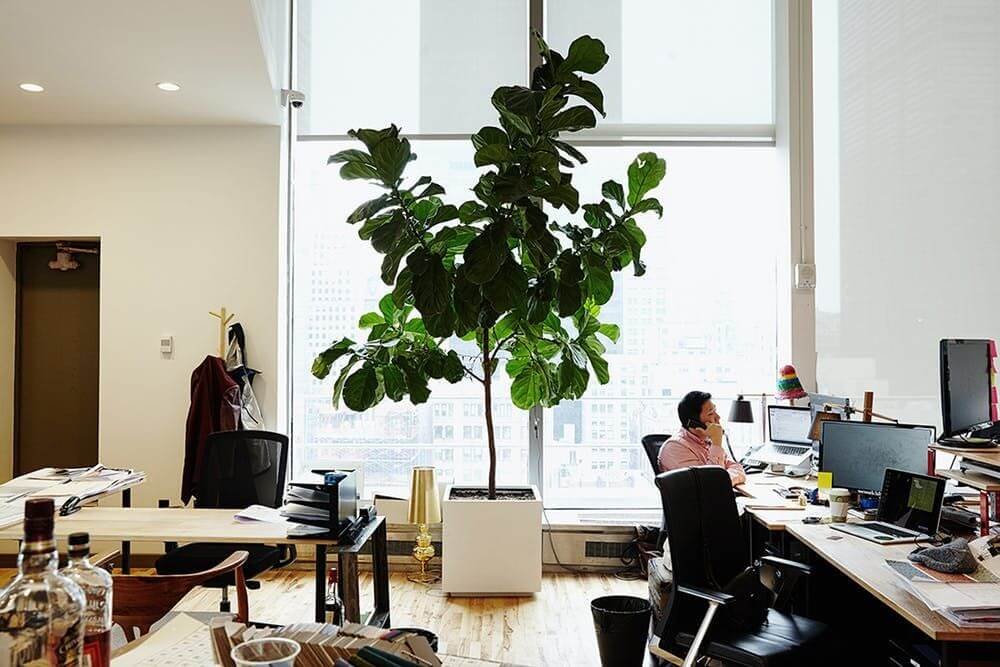 Office Plants 2.0: Greening Your Workspace in 2024 6 Office Plants 2.0: Greening Your Workspace in 2024