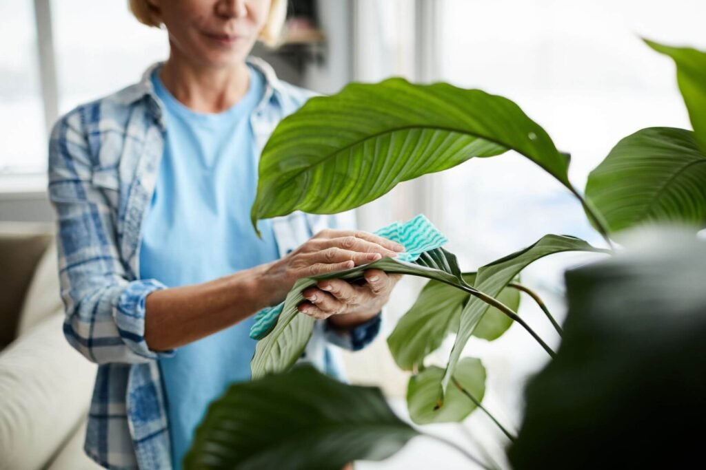 Office Plants 2.0: Greening Your Workspace in 2024 3 Office Plants 2.0: Greening Your Workspace in 2024